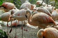 Netherlands, Amsterdam, Plantage Kerklaan 38-40, Artis Royal Zoo (Natura Artis Magistra), pink flamingos