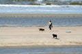 Woman lets dogs out on the beach