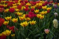 Netherlands,Lisse, CLOSE-UP OF MULTI COLORED TULIPS IN FIELD Royalty Free Stock Photo