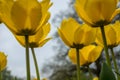 Netherlands,Lisse, CLOSE-UP OF YELLOW FLOWERING PLANT AGAINST SKY Royalty Free Stock Photo