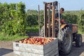 Polish worker in Dutch Apple harvest in the Betuwe Royalty Free Stock Photo