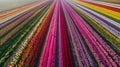 Netherlands\' tulip fields aerial view.