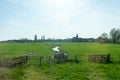 Netherlands,Wetlands,Maarken, a herd of cattle standing on top of a lush green field Royalty Free Stock Photo