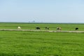 Netherlands,Wetlands,Maarken, a herd of cattle standing on top of a lush green field Royalty Free Stock Photo