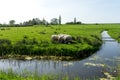 Netherlands,Wetlands,Maarken, a herd of sheep standing on top of a lush green field Royalty Free Stock Photo