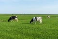 Netherlands,Wetlands,Maarken, a herd of cattle standing on top of a lush green field Royalty Free Stock Photo