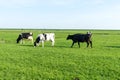 Netherlands,Wetlands,Maarken, a herd of cattle standing on top of a lush green field Royalty Free Stock Photo