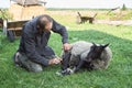 Farmer shearing sheep for wool in the grass outdoors.