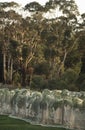 Nets draped over vines to prevent fruit loss to birds Royalty Free Stock Photo