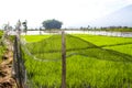 nets, which farmers usually use as fences in rice fields, to keep their rice plants safe from roaming animals.