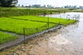 nets, which farmers usually use as fences in rice fields, to keep their rice plants safe from roaming animals.