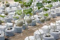 Netted melon farming Royalty Free Stock Photo