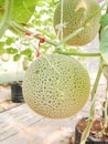 Netted melon , muskmelon ,persian melon Royalty Free Stock Photo