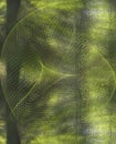 Netting and Frosted Glass Abstract