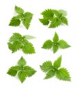 Nettle