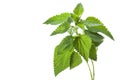 Nettle Royalty Free Stock Photo