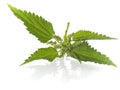 Nettle