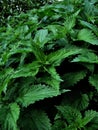 Nettle