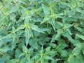 Nettle as a common plant, herbs