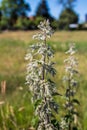 Nettle with blossom. Blurry background