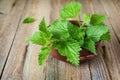 Nettle in bowl Royalty Free Stock Photo