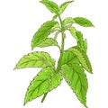 Nettle Branch Colored Detailed Illustration.