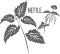Nettle branch and flowers vector illustration.