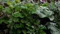 Nettle and burdock Royalty Free Stock Photo