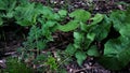 Nettle and burdock Royalty Free Stock Photo