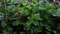 Nettle and burdock Royalty Free Stock Photo