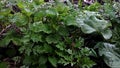 Nettle and burdock Royalty Free Stock Photo