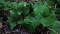 Nettle and burdock Royalty Free Stock Photo