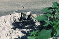 A nettle bush grows through a cracked concrete road