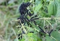 Nettle caterpillar. A lot of black caterpillars of a peacock butterfly feeding on nettle