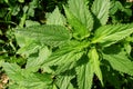 Nettle. Closeup of green plant. Horizontal background, banner, poster. Template for eco organic design. Nature, sunlight