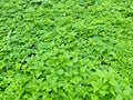 Nettle, common lady mantle and bishop weed bright green pattern in Moscow botanical garden, Moscow Russia Royalty Free Stock Photo