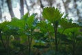 Nettle at darkness. Urtica.