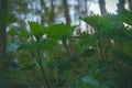 Nettle at darkness. Urtica.