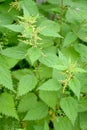 Nettle dioecious Urtica dioica L.. The blossoming plants Royalty Free Stock Photo