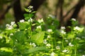 Nettle flower Royalty Free Stock Photo