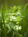 Nettle flower Royalty Free Stock Photo