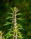 Nettle flower blooming Royalty Free Stock Photo