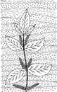 Nettle - flower illustration. Black and white ink floral drawing. Coloring book for adults. Line art. Vector artwork