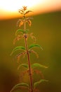 Nettle flower at sunset in backlight