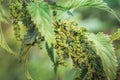 Nettle flowers and buds close-up. Summer flowering of medicinal plants. Huge nettle bush. Collection of healing herbs