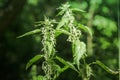 Nettle flowers and buds close-up. Summer flowering of medicinal plants. Huge nettle bush. Collection of healing herbs