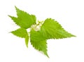 Nettle with flowers