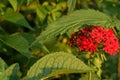 Nettle flowers at sunset