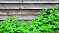 Nettle with fluffy green leaves on the background of the board fence Royalty Free Stock Photo