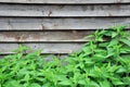 Nettle with fluffy green leaves on the background of the board fence Royalty Free Stock Photo